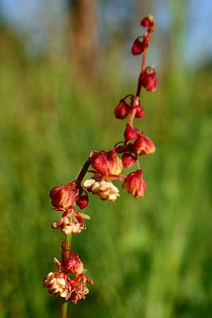 Rumex tenuifolius \ Schmalbl�ttriger Sauer-Ampfer / Narrow-Leaved Sheep's Sorrel, D Viernheim 7.6.2016