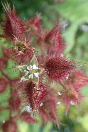Rubus phoenicolasius \ Japanische Weinbeere, Rotborstige Himbeere / Wine Raspberry, D Bensheim 24.6.2016
