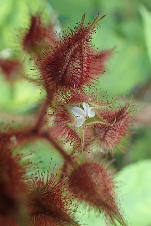Rubus phoenicolasius \ Japanische Weinbeere, Rotborstige Himbeere / Wine Raspberry, D Bensheim 24.6.2016