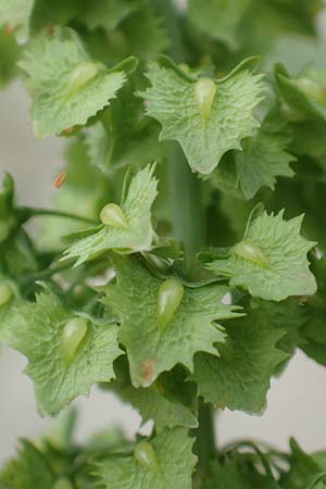 Rumex stenophyllus \ Schmalbl�ttriger Ampfer / Narrowleaf Dock, D Ludwigshafen 9.9.2017