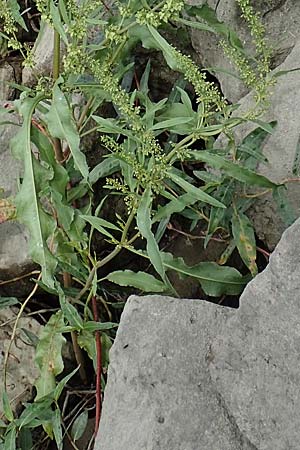 Rumex stenophyllus \ Schmalbl�ttriger Ampfer / Narrowleaf Dock, D Ludwigshafen 9.9.2017