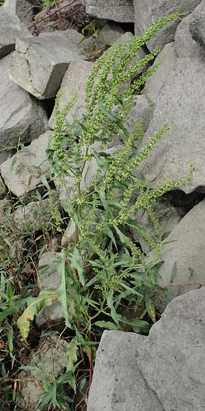 Rumex stenophyllus \ Schmalbl�ttriger Ampfer / Narrowleaf Dock, D Ludwigshafen 9.9.2017