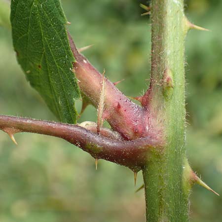Rubus atrovirens \ Schwarzgr&uuml;ne Brombeere, Schnedlers Brombeere / Schnedler's Bramble, D Odenwald, F&uuml;rth 5.7.2018