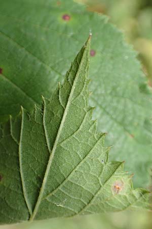 Rubus atrovirens \ Schwarzgr&uuml;ne Brombeere, Schnedlers Brombeere / Schnedler's Bramble, D Odenwald, F&uuml;rth 5.7.2018