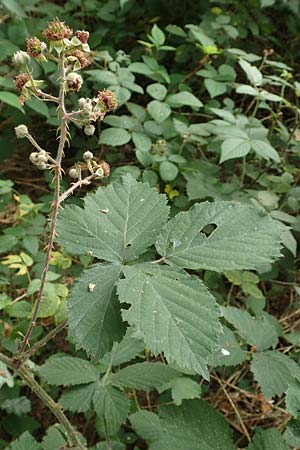 Rubus atrovirens \ Schwarzgr&uuml;ne Brombeere, Schnedlers Brombeere / Schnedler's Bramble, D Odenwald, F&uuml;rth 5.7.2018
