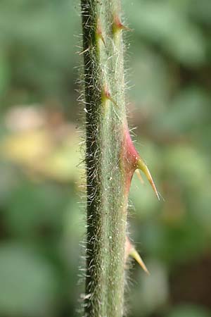 Rubus atrovirens \ Schwarzgr&uuml;ne Brombeere, Schnedlers Brombeere / Schnedler's Bramble, D Odenwald, F&uuml;rth 5.7.2018