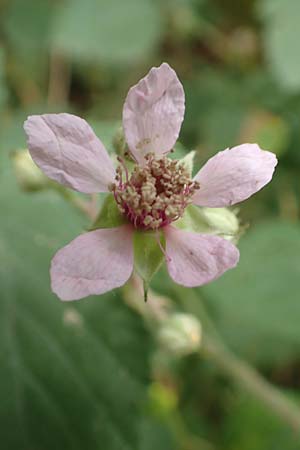 Rubus atrovirens \ Schwarzgr&uuml;ne Brombeere, Schnedlers Brombeere / Schnedler's Bramble, D Odenwald, F&uuml;rth 5.7.2018