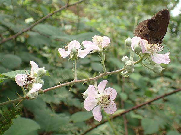 Rubus atrovirens \ Schwarzgr&uuml;ne Brombeere, Schnedlers Brombeere / Schnedler's Bramble, D Odenwald, F&uuml;rth 5.7.2018