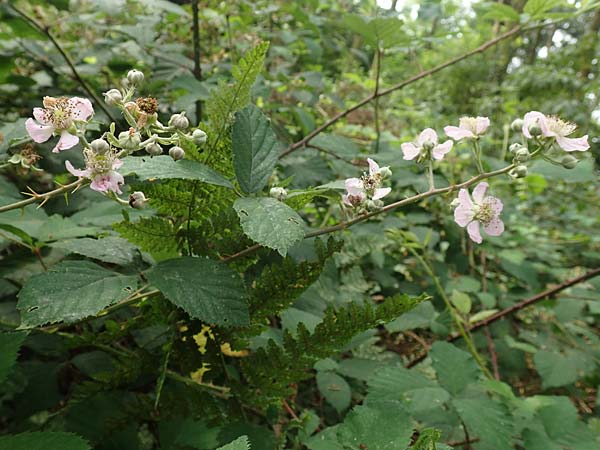 Rubus atrovirens \ Schwarzgr&uuml;ne Brombeere, Schnedlers Brombeere / Schnedler's Bramble, D Odenwald, F&uuml;rth 5.7.2018