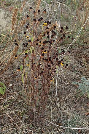 Rudbeckia triloba \ Dreilappiger Sonnenhut, Oktober-Sonnenhut / Brown-Eyed Susan, Three-Leaved Coneflower, D Mannheim 22.9.2018