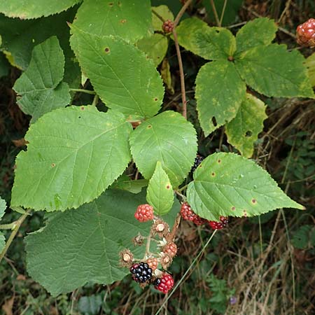 Rubus elegans ? \ Vielschw&auml;nzige Brombeere / Elegant Bramble, D Bad D&uuml;rkheim-Hardenburg 11.8.2019