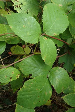 Rubus elegans ? \ Vielschw&auml;nzige Brombeere / Elegant Bramble, D Bad D&uuml;rkheim-Hardenburg 11.8.2019