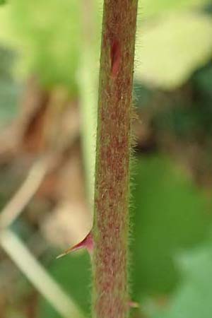 Rubus elegans ? \ Vielschw&auml;nzige Brombeere / Elegant Bramble, D Bad D&uuml;rkheim-Hardenburg 11.8.2019