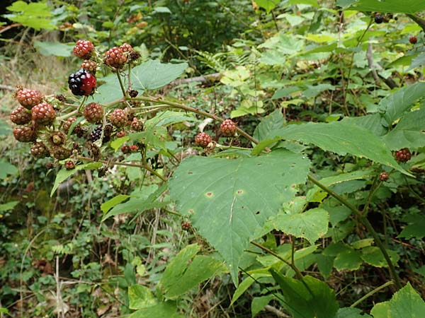 Rubus elegans ? \ Vielschw&auml;nzige Brombeere / Elegant Bramble, D Bad D&uuml;rkheim-Hardenburg 11.8.2019