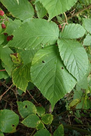 Rubus elegans ? \ Vielschw&auml;nzige Brombeere / Elegant Bramble, D Bad D&uuml;rkheim-Hardenburg 11.8.2019