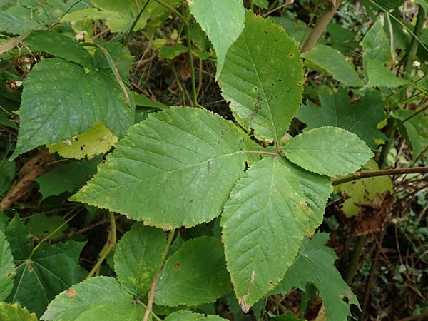 Rubus elegans ? \ Vielschw&auml;nzige Brombeere / Elegant Bramble, D Bad D&uuml;rkheim-Hardenburg 11.8.2019
