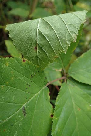 Rubus elegans ? \ Vielschw&auml;nzige Brombeere / Elegant Bramble, D Bad D&uuml;rkheim-Hardenburg 11.8.2019