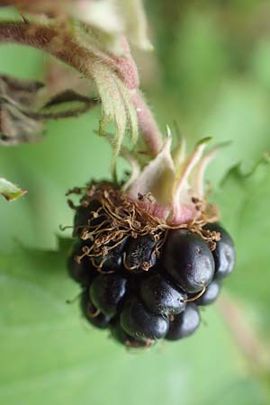 Rubus elegans ? \ Vielschw&auml;nzige Brombeere / Elegant Bramble, D Bad D&uuml;rkheim-Hardenburg 11.8.2019