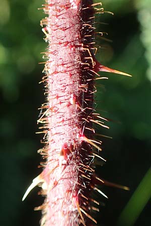 Rubus hirtus agg. ? \ Dunkeldr�sige Brombeere / Rough Bramble, D Schwarzwald/Black-Forest, Hornisgrinde 4.9.2019