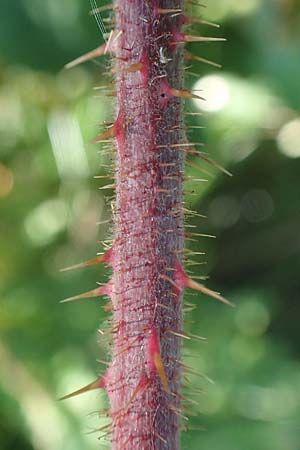 Rubus hirtus agg. ? \ Dunkeldr�sige Brombeere / Rough Bramble, D Schwarzwald/Black-Forest, Hornisgrinde 4.9.2019