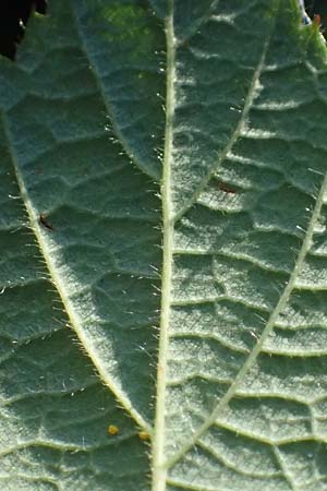 Rubus hirtus agg. ? \ Dunkeldr�sige Brombeere / Rough Bramble, D Schwarzwald/Black-Forest, Hornisgrinde 4.9.2019