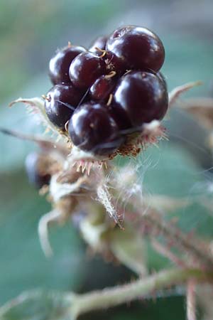Rubus hirtus agg. ? \ Dunkeldr�sige Brombeere / Rough Bramble, D Schwarzwald/Black-Forest, Hornisgrinde 4.9.2019