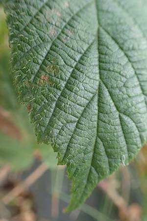 Rubus hirtus agg. ? \ Dunkeldr�sige Brombeere / Rough Bramble, D Schwarzwald/Black-Forest, Hornisgrinde 5.9.2019