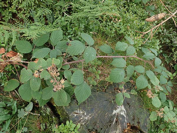 Rubus hirtus agg. ? \ Dunkeldr�sige Brombeere / Rough Bramble, D Schwarzwald/Black-Forest, Hornisgrinde 5.9.2019