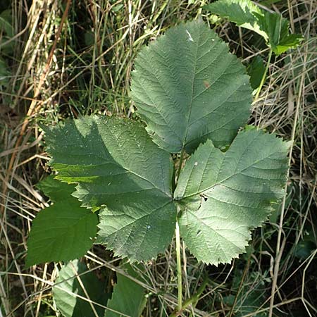 Rubus mougeotii \ Mougeots Haselblatt-Brombeere / Mougeot's Bramble, D Vaihingen-Ensingen 11.9.2019