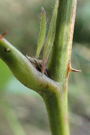 Rubus mougeotii \ Mougeots Haselblatt-Brombeere / Mougeot's Bramble, D Vaihingen-Ensingen 11.9.2019