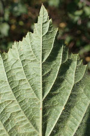 Rubus mougeotii \ Mougeots Haselblatt-Brombeere / Mougeot's Bramble, D Vaihingen-Ensingen 11.9.2019