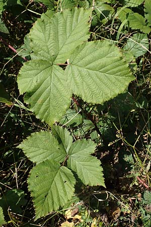 Rubus mougeotii \ Mougeots Haselblatt-Brombeere / Mougeot's Bramble, D Vaihingen-Ensingen 11.9.2019