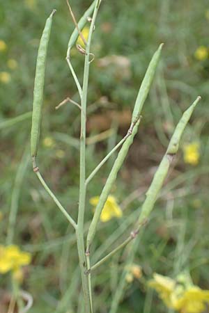 Diplotaxis tenuifolia \ Schmalbl�ttriger Doppelsame, Ruccola / Perennial Wall Rocket, D Bensheim 1.10.2019