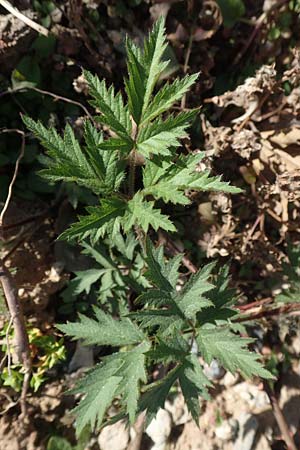 Rubus laciniatus \ Schlitzbl�ttrige Brombeere / Cutleaf Blackberry, Evergreen Blackberry, D Mannheim 27.4.2020