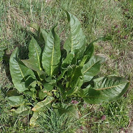 Rumex patientia \ Garten-Ampfer / Garden Dock, Patience Dock, D Rheinhessen, Frei-Laubersheim 13.4.2021