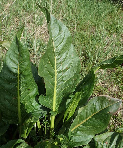 Rumex patientia \ Garten-Ampfer / Garden Dock, Patience Dock, D Rheinhessen, Frei-Laubersheim 13.4.2021