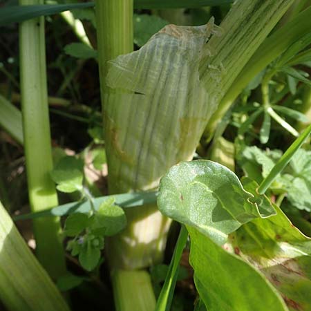 Rumex patientia \ Garten-Ampfer / Garden Dock, Patience Dock, D Rheinhessen, Frei-Laubersheim 13.4.2021