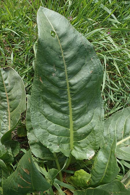 Rumex patientia \ Garten-Ampfer / Garden Dock, Patience Dock, D Rheinhessen, Frei-Laubersheim 13.4.2021