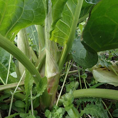 Rumex patientia \ Garten-Ampfer / Garden Dock, Patience Dock, D Rheinhessen, Frei-Laubersheim 13.4.2021