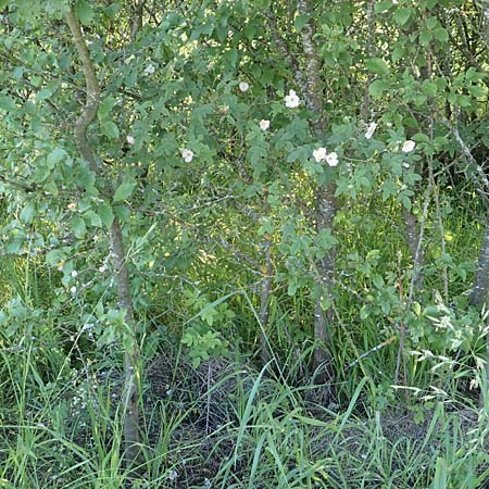Rosa tomentosa \ Filz-Rose / Whitewoolly Rose, Harsh Downy Rose, D Wurmlingen 9.6.2016
