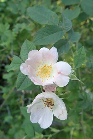 Rosa tomentosa \ Filz-Rose / Whitewoolly Rose, Harsh Downy Rose, D Wurmlingen 9.6.2016