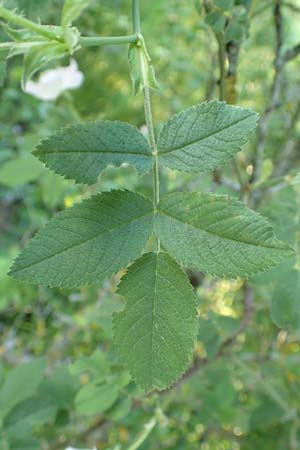 Rosa tomentosa \ Filz-Rose / Whitewoolly Rose, Harsh Downy Rose, D Wurmlingen 9.6.2016