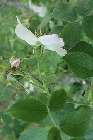 Rosa tomentosa \ Filz-Rose / Whitewoolly Rose, Harsh Downy Rose, D Wurmlingen 9.6.2016