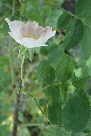 Rosa tomentosa \ Filz-Rose / Whitewoolly Rose, Harsh Downy Rose, D Wurmlingen 9.6.2016