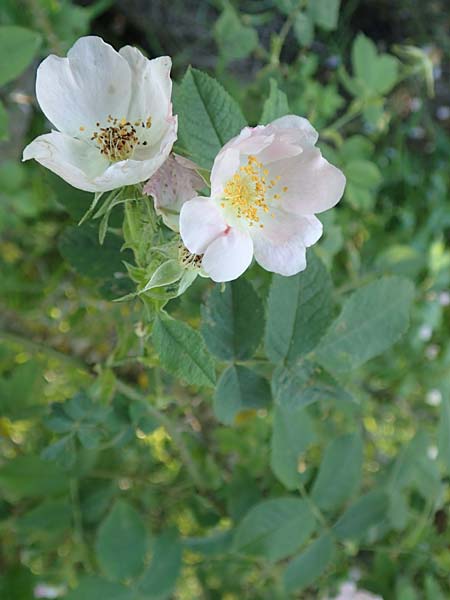 Rosa tomentosa \ Filz-Rose / Whitewoolly Rose, Harsh Downy Rose, D Wurmlingen 9.6.2016