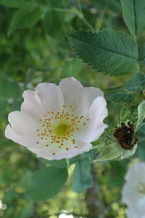 Rosa tomentosa \ Filz-Rose / Whitewoolly Rose, Harsh Downy Rose, D Wurmlingen 9.6.2016