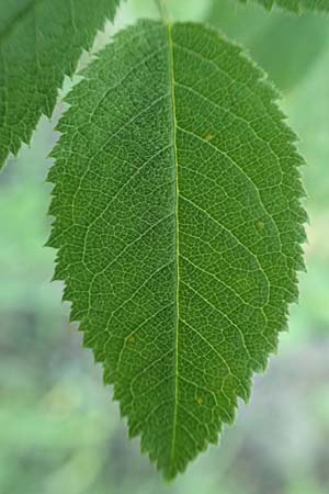 Rosa tomentosa \ Filz-Rose / Whitewoolly Rose, Harsh Downy Rose, D Wurmlingen 9.6.2016