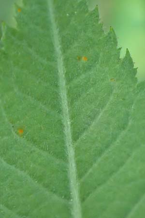 Rosa tomentosa \ Filz-Rose / Whitewoolly Rose, Harsh Downy Rose, D Wurmlingen 9.6.2016
