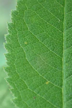 Rosa tomentosa \ Filz-Rose / Whitewoolly Rose, Harsh Downy Rose, D Wurmlingen 9.6.2016