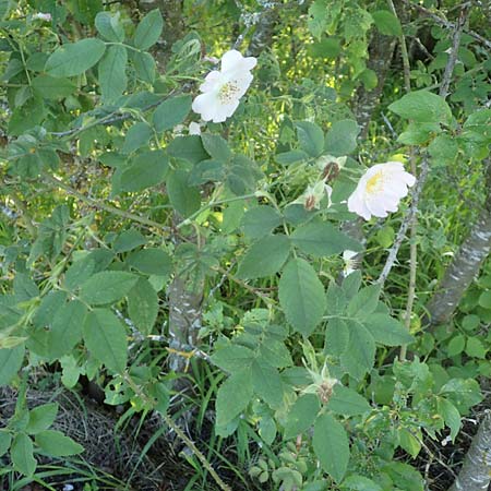 Rosa tomentosa \ Filz-Rose / Whitewoolly Rose, Harsh Downy Rose, D Wurmlingen 9.6.2016